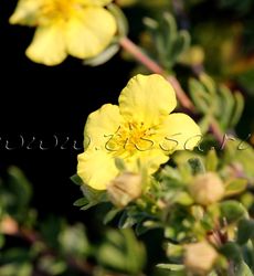 Лапчатка кустарниковая 'Primrose Beauty'