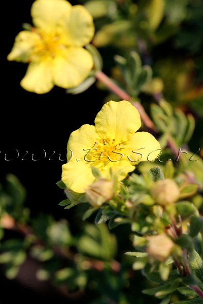 Лапчатка кустарниковая 'Primrose Beauty'