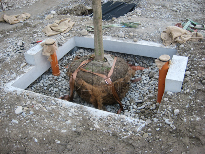 Система крепления кома дерева TREELOCK 50 (25 - 50 cm)