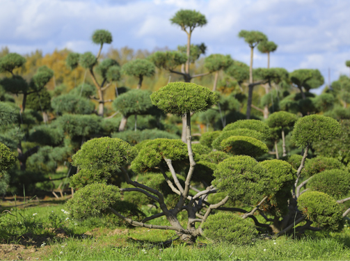 Сосна горная 'Pinus mugo var. mughus'