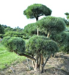Сосна обыкновенная 'Pinus sylvestris'
