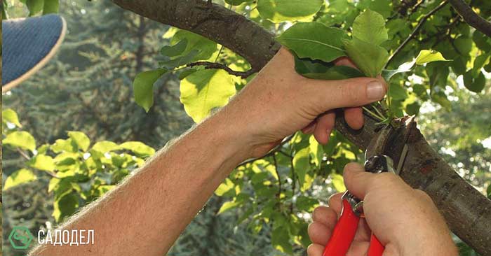 летняя обрезка плодовых деревьев цена