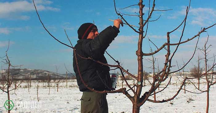 зимняя обрезка плодовых деревьев цена
