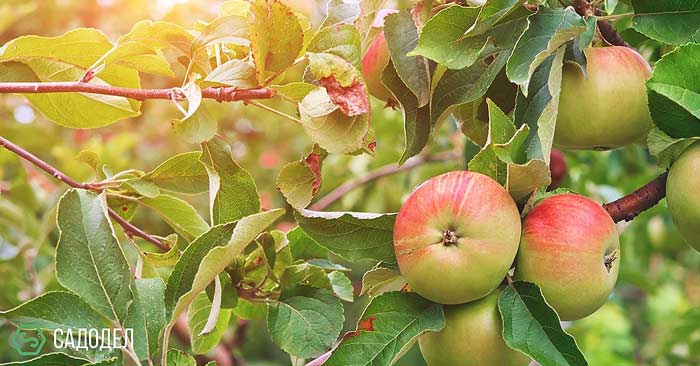 Сколько стоит яблоня. Полезные свойства коры яблони.