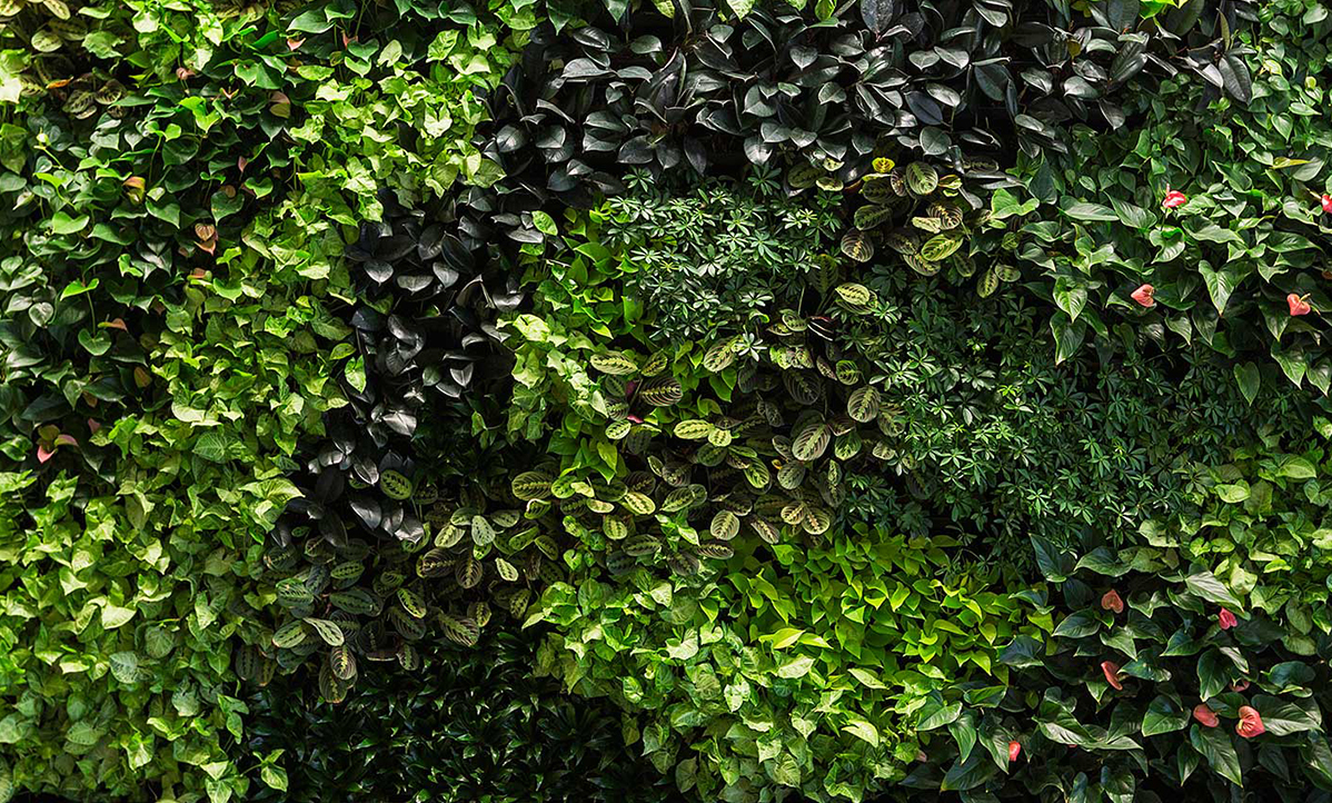 Вьющиеся растения на стене участка